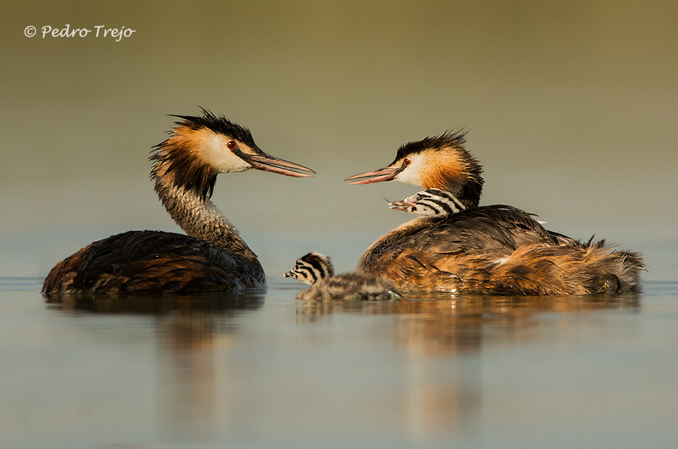 Somormujo lavando (Podiceps cristatus)